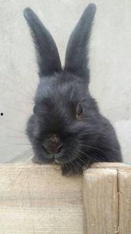 小黑兔求生指南,野外生存必备技能解析