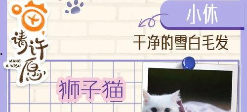 喵，请许愿,揭秘猫咪世界的神秘许愿之旅