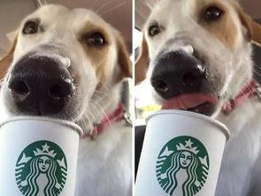 娱乐吃瓜酱狗狗领冰淇淋,娱乐吃瓜酱带你领略萌宠甜蜜时刻